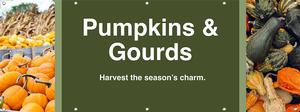 Pumpkins & Gourds 8x3 - Bold