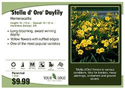 7"x5" Light Green Curves