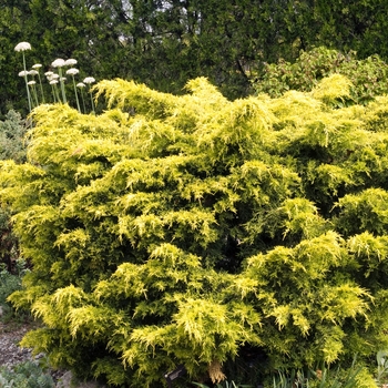 Juniperus chinensis 'Saybrook Gold' Saybrook Gold Juniper | Garden ...
