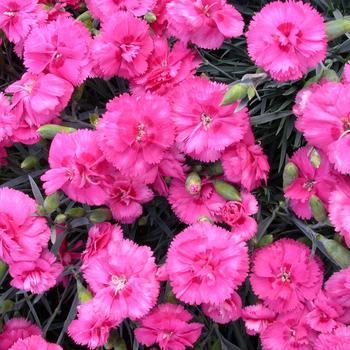 Dianthus Scent First® 'Eternity' Pinks | Garden Center Marketing
